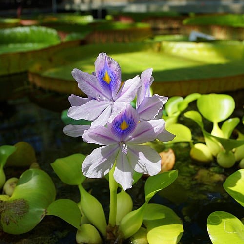 1Water Hyacinth (Eichhornia crassipes)