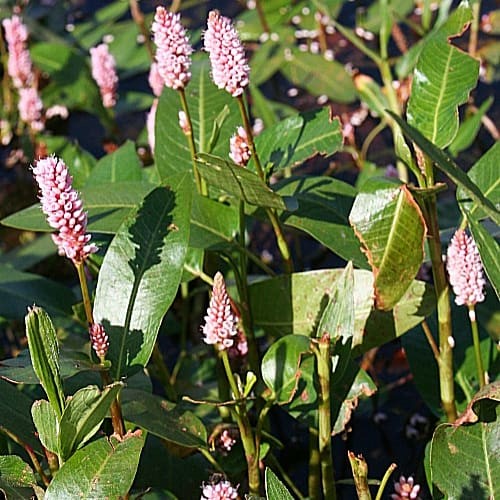 Water Smartweed (Persicaria amphibia)