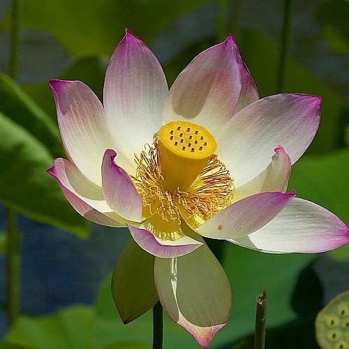 Water Lotus (Nelumbo lutea)